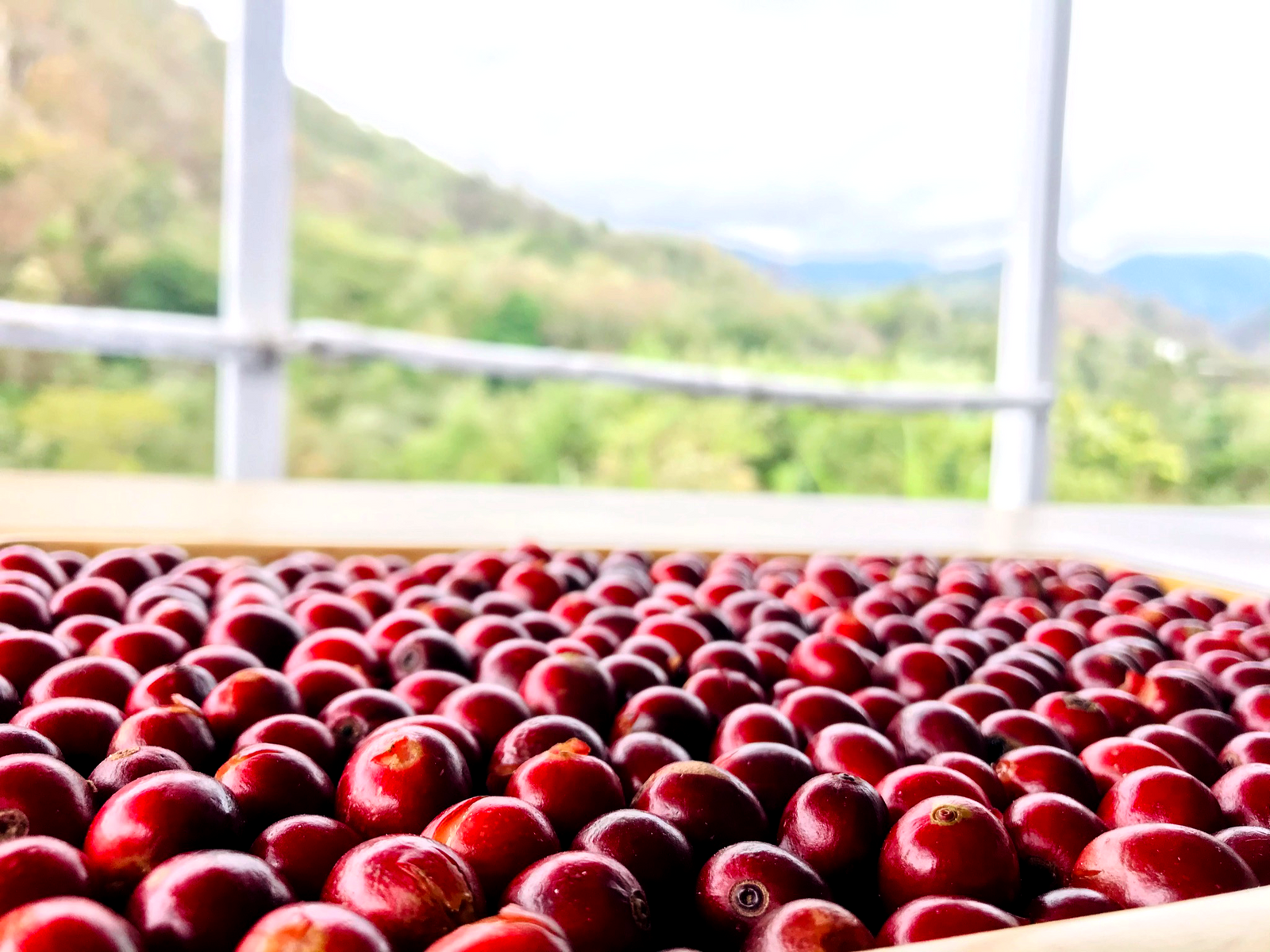 What's Cascara?
