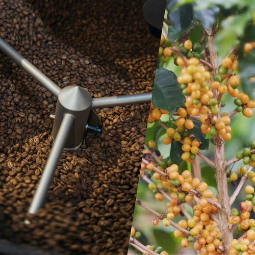 Why "Defects" Actually Teach Us More About Coffee