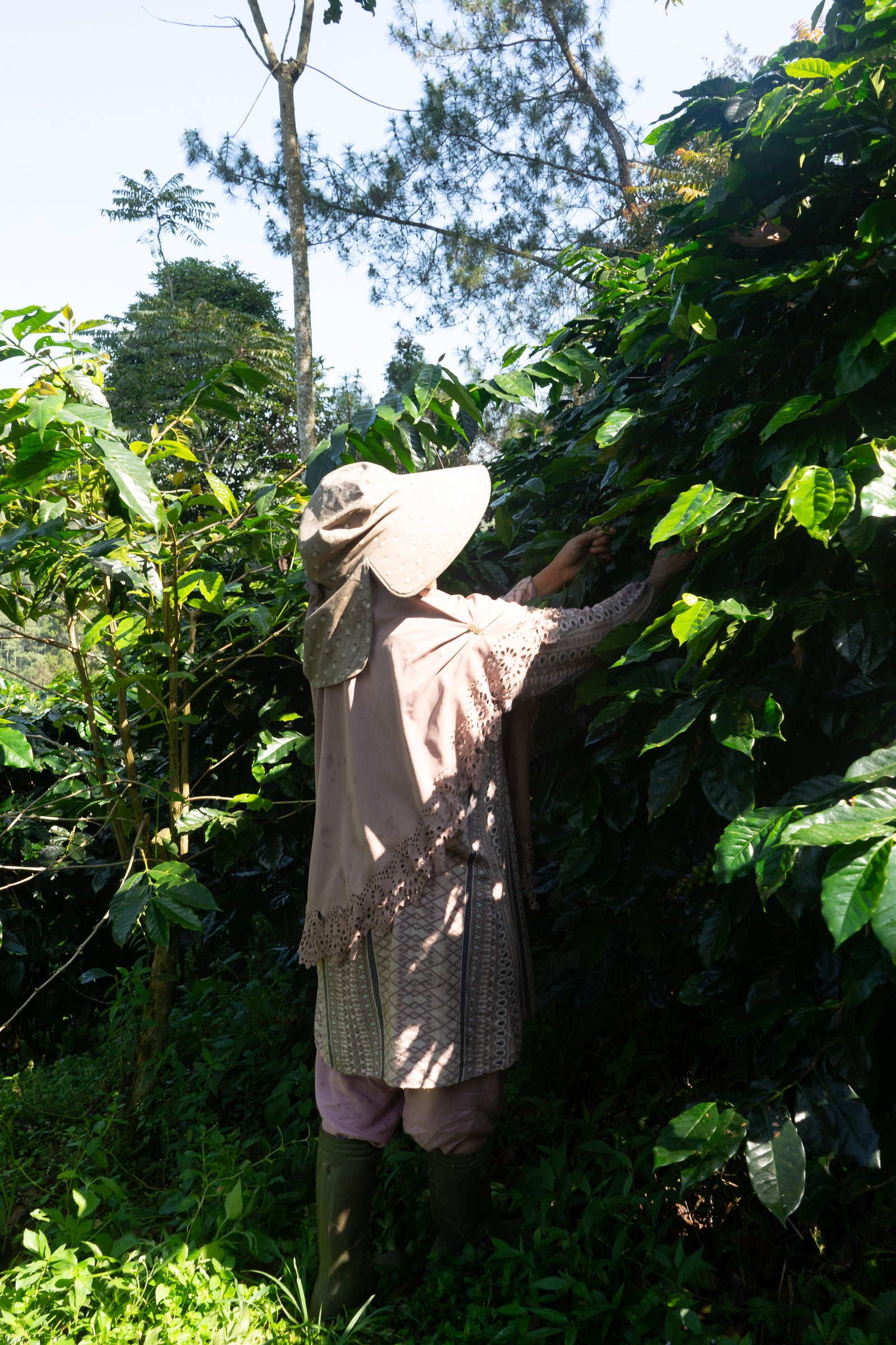 Indonesia Origin Trip 2026: Java Frinsa Estate