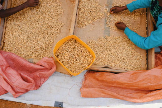 Our Love Letter to Ethiopia Hamasho and Its Trader: Catalyst