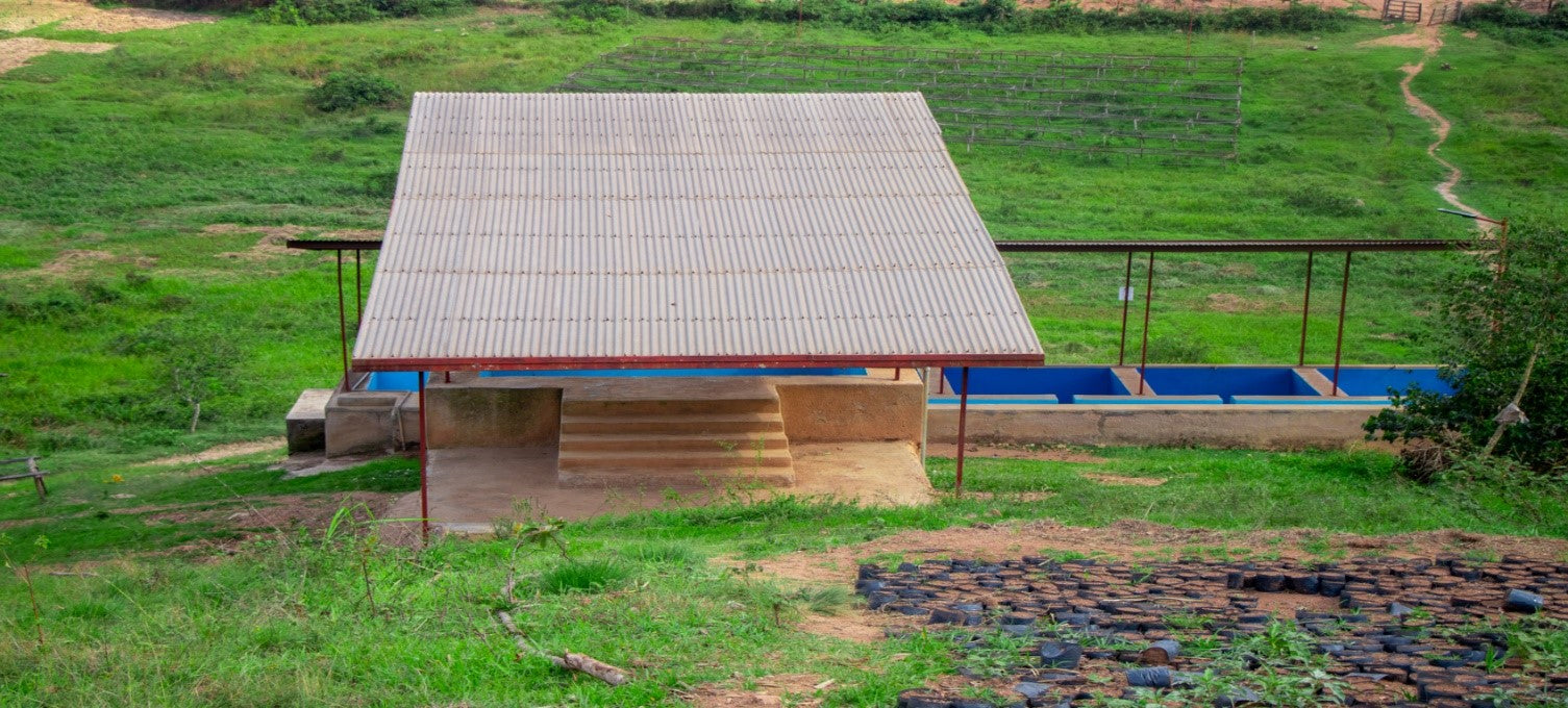 Rwandan Coffee History: Memories of Conflict and Reconstruction Behind the Aroma