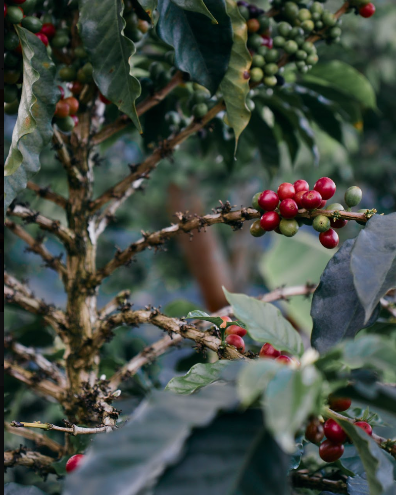 Fairfield Dark [Dark Roast]