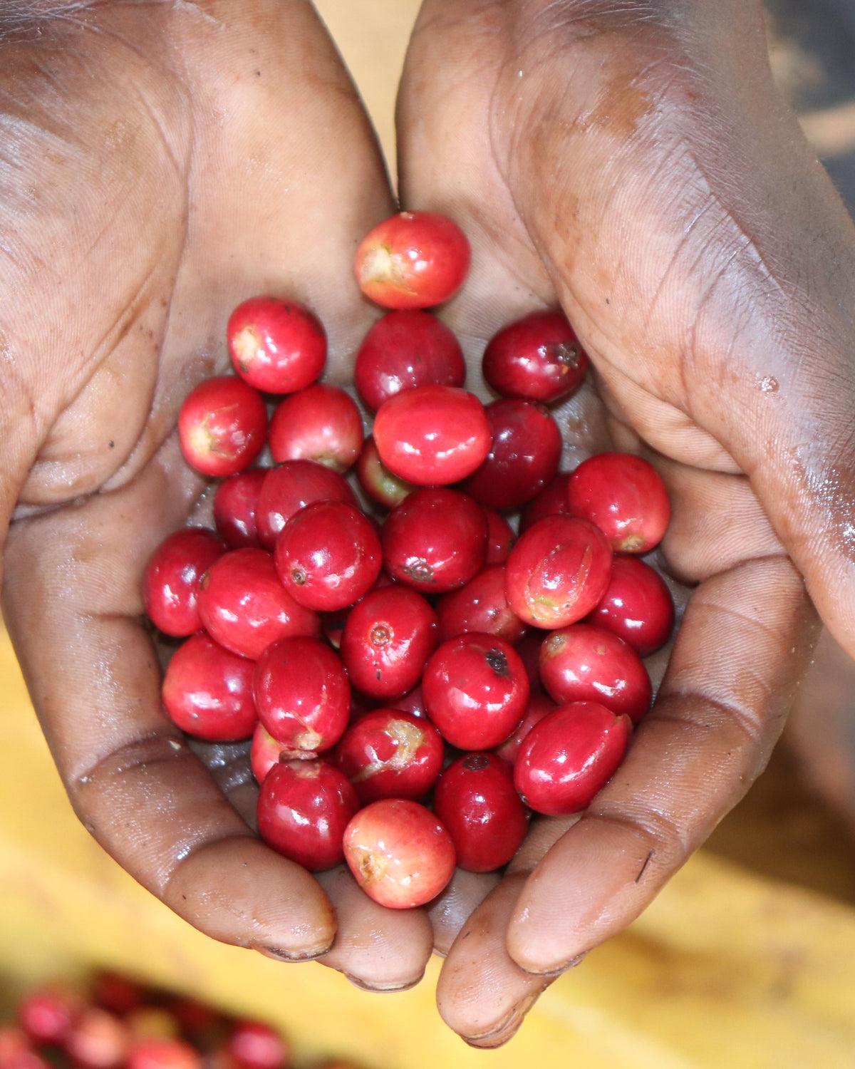 Kenya Gititu PB [Medium-light roast]