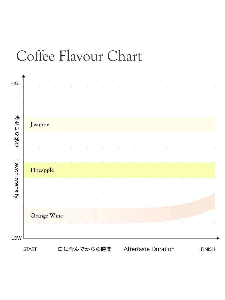 [Premium]Colombia Sebastian Ramirez Geisha[Light roast]