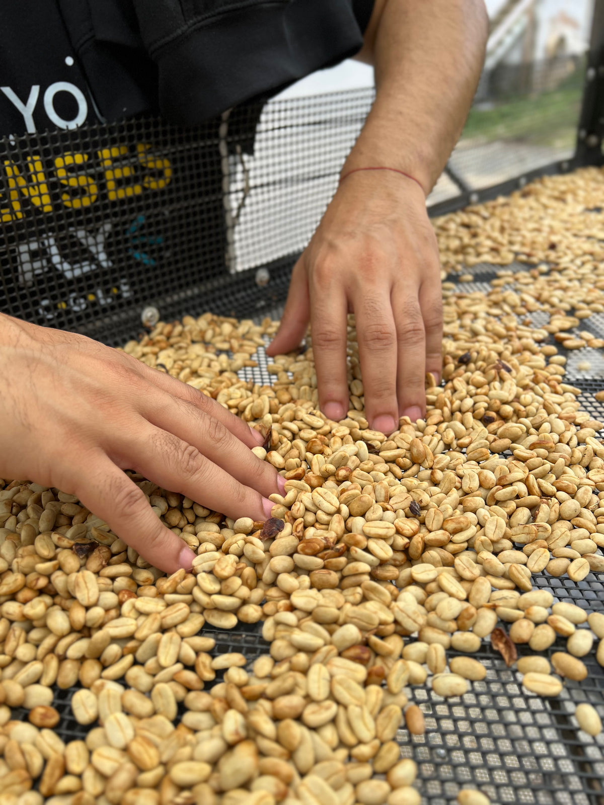 [Premium]Colombia Las Margaritas Geisha[light roast]