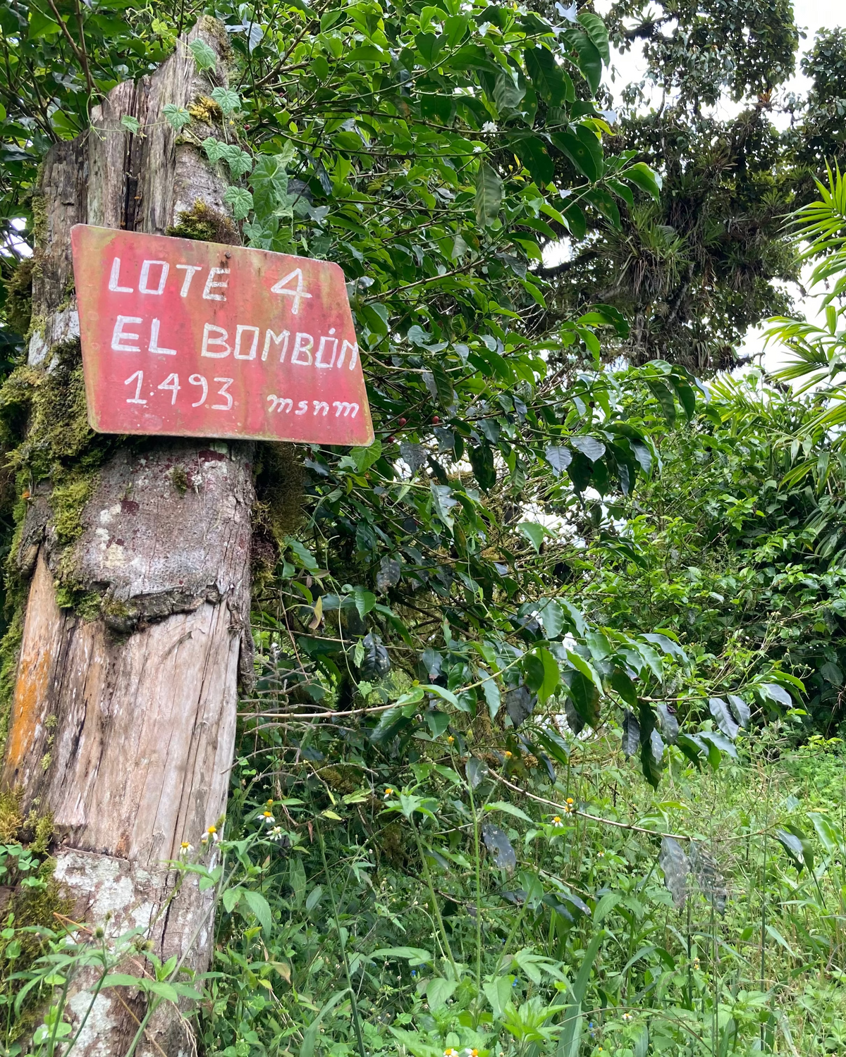 [Premium]Ecuador Leopoldo Andrade[Light roast]