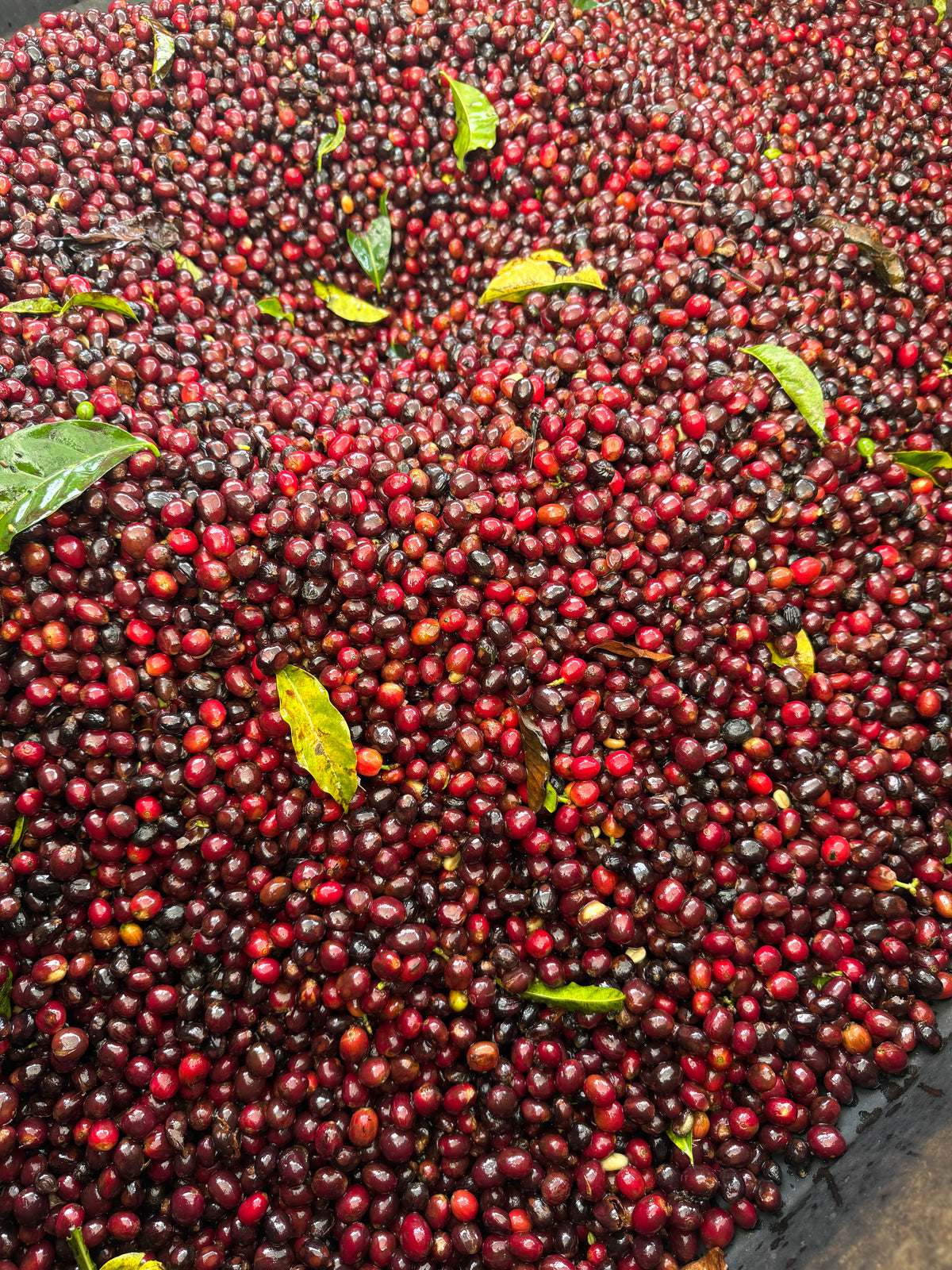 [Premium]Ecuador Lugumapata Sidra[Light roast]