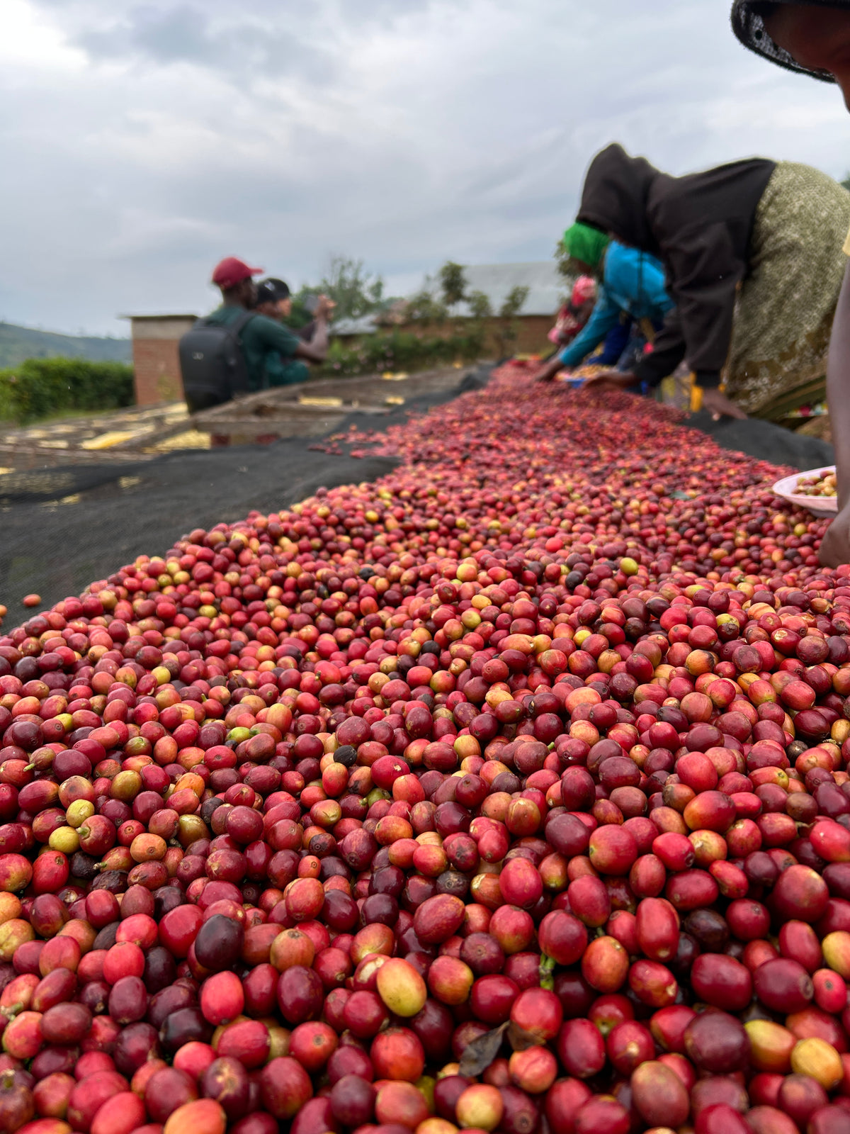 Rwanda Nkara Soil Project Lot.1204[Medium-light roast]