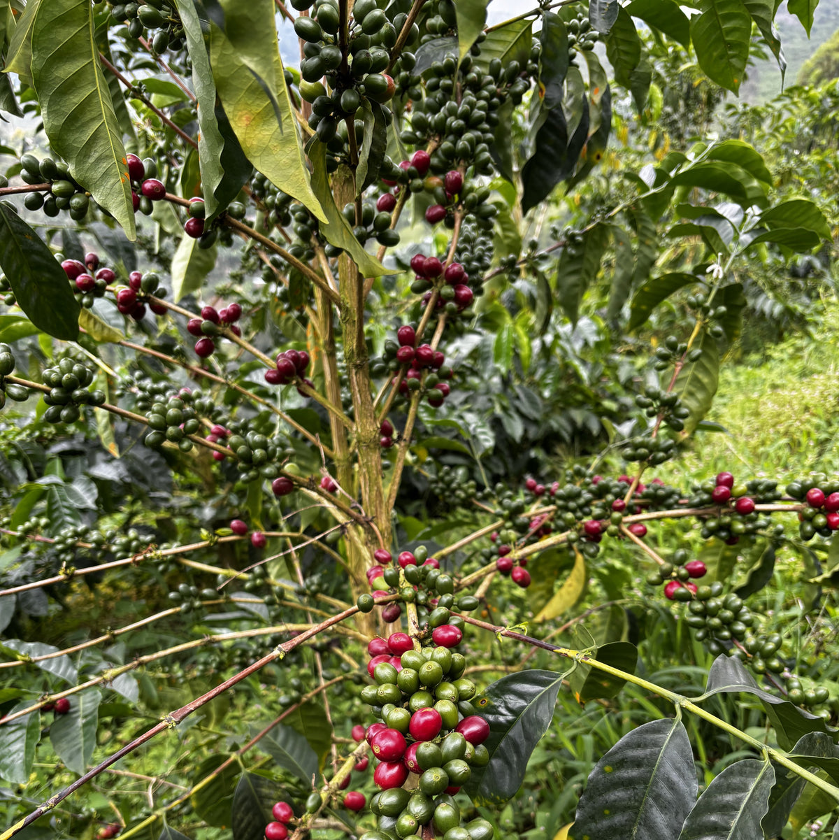 [Premium]Colombia Las Margaritas Geisha[light roast]