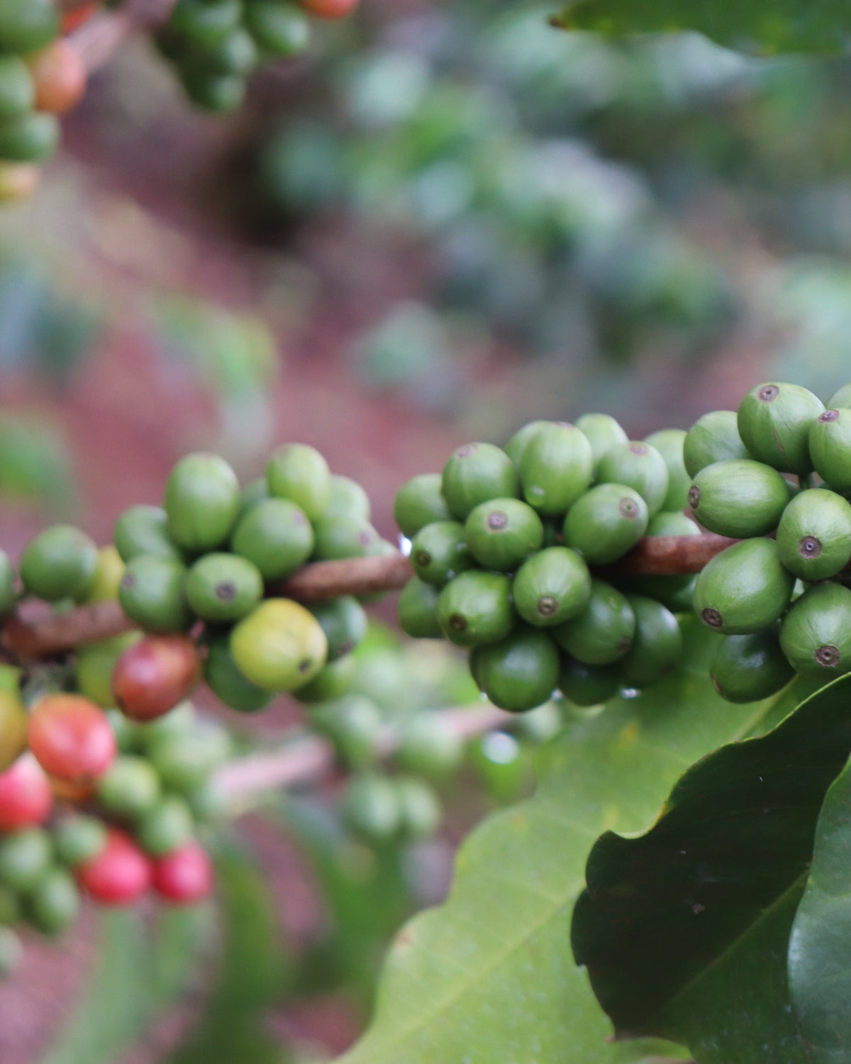 Kenya Gititu PB [Medium-light roast]