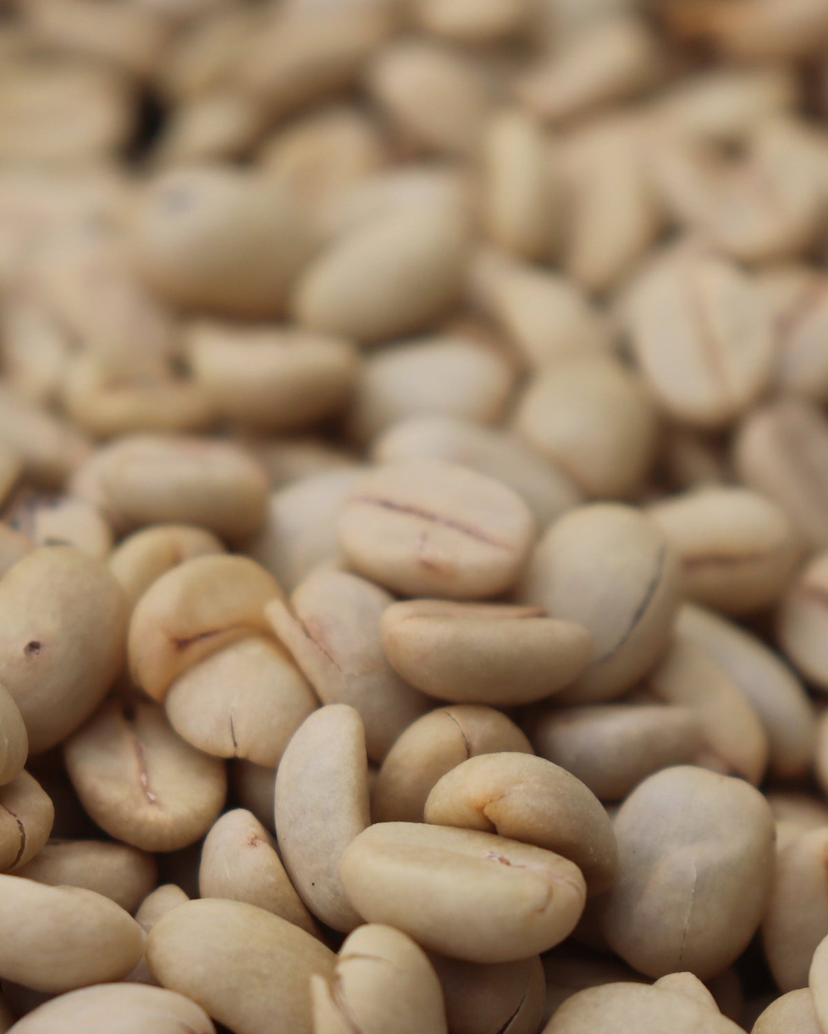 Kenya Gititu PB [Medium-light roast]