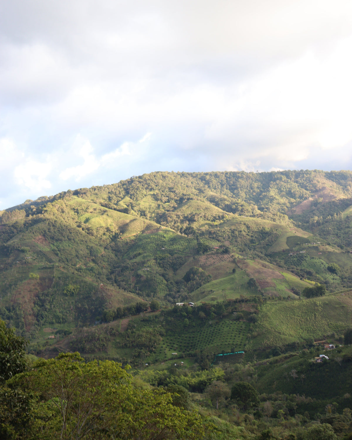 [Premium]Colombia Alejandro Renjifo Geisha [light roast]