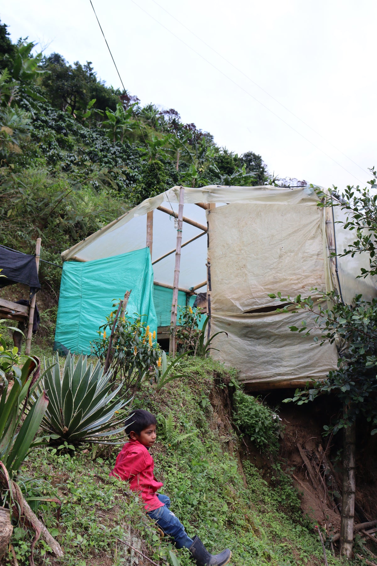 Colombia Lisandro Quilcue[Light roast]