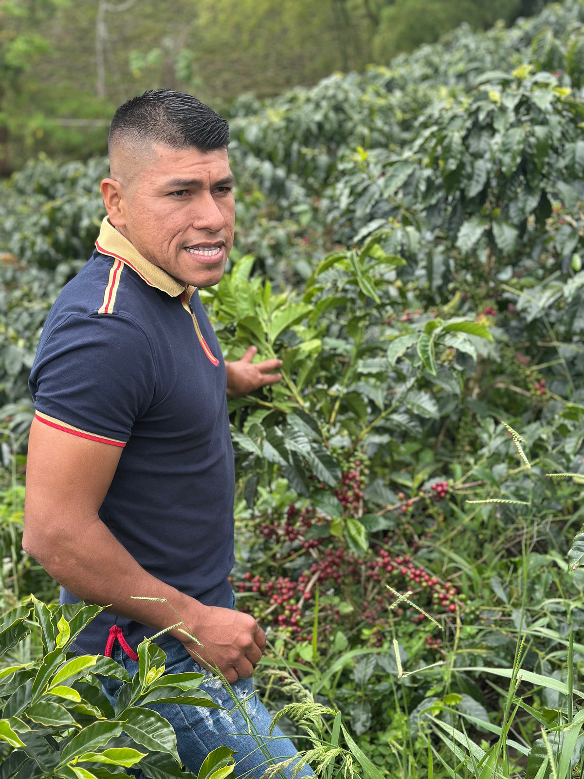 Colombia Yadimir Quiguanas Perez [Light roast]