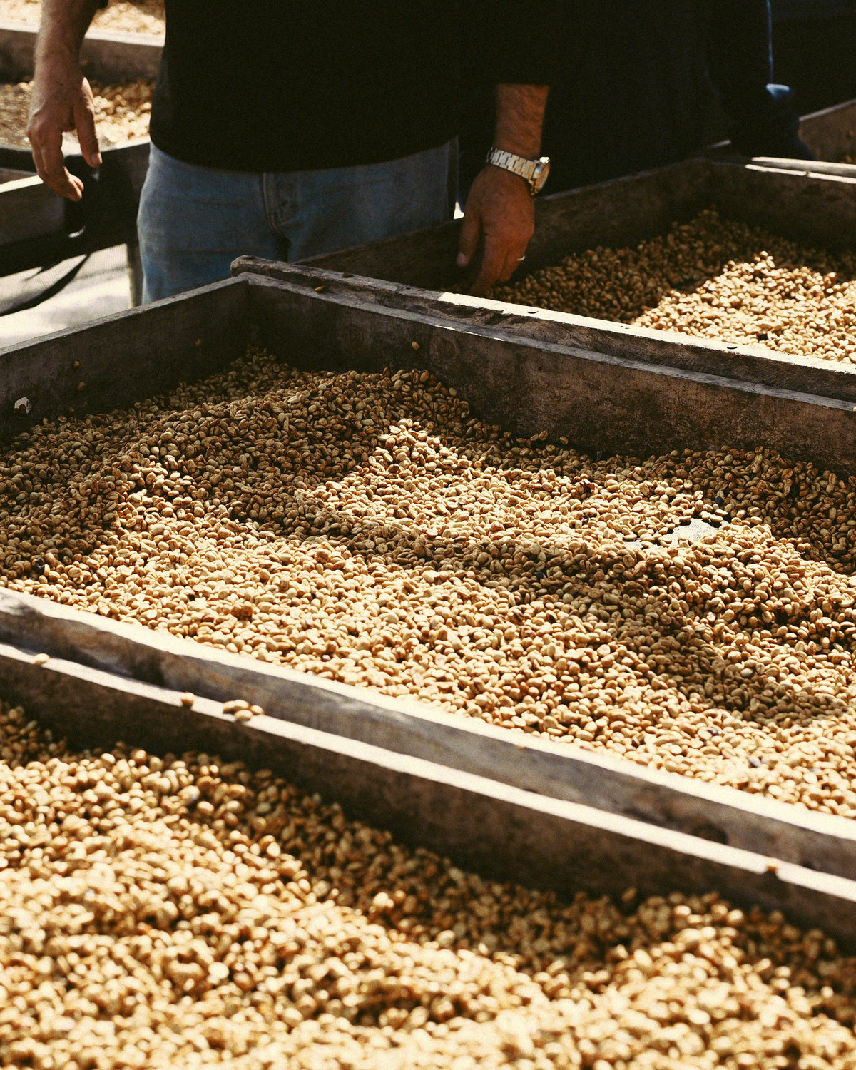 El Salvador Don Jaime[Medium-light roast]
