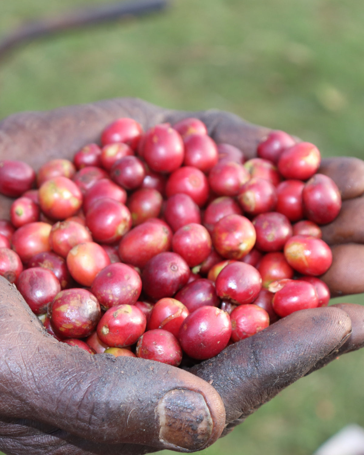 Kenya Kamviu AB [Light roast]