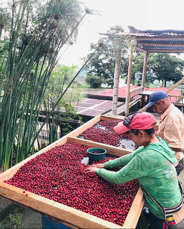[Premium]Colombia Sebastian Ramirez Geisha[Light roast]