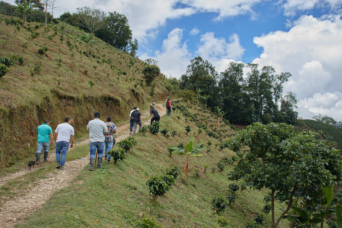 Colombia Carlos Soto CWCF #5 [Light roast]