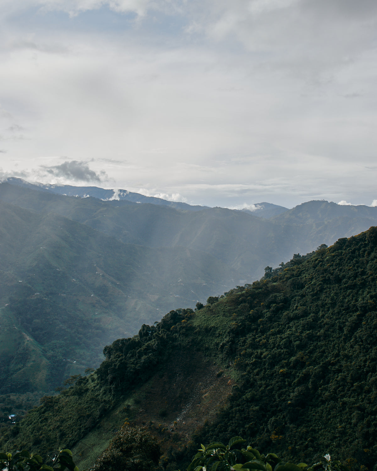 Colombia Carlos Soto CWCF #5 [Light roast]