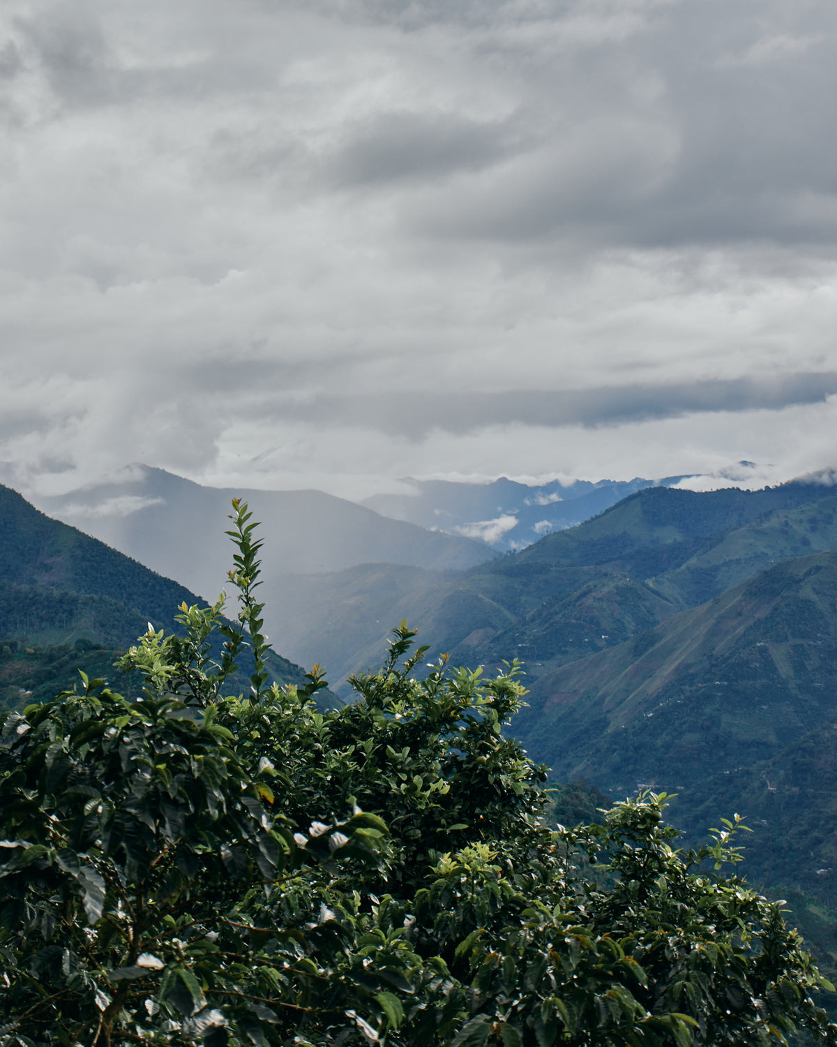 Colombia Carlos Soto CWCF #5 [Light roast]